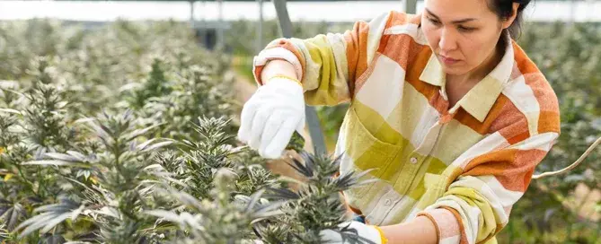 Manejo de plantas de cannabis medicinal