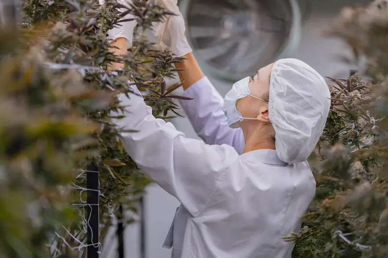 Produção controlada de cannabis medicinal