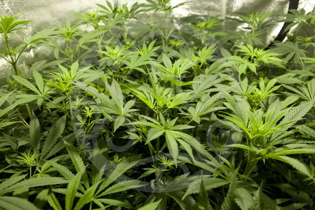 Plantas jovens de cannabis em cultivo indoor