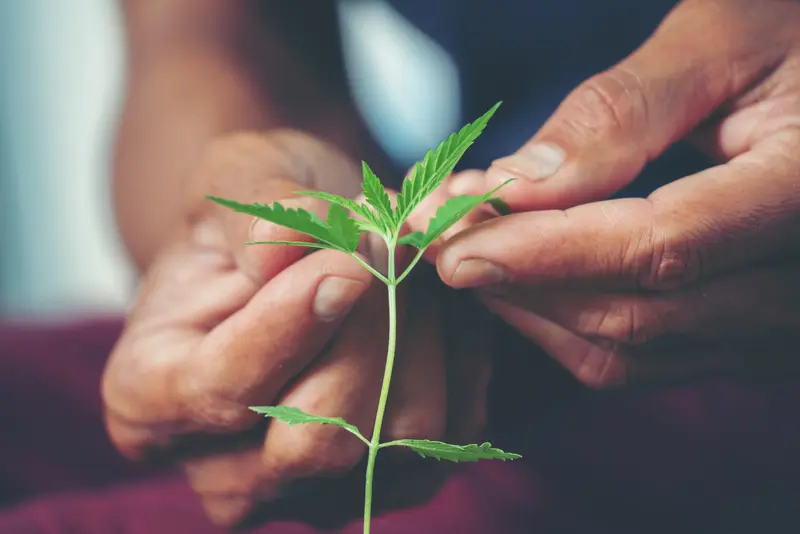 Cuidado no cultivo medicinal de cannabis